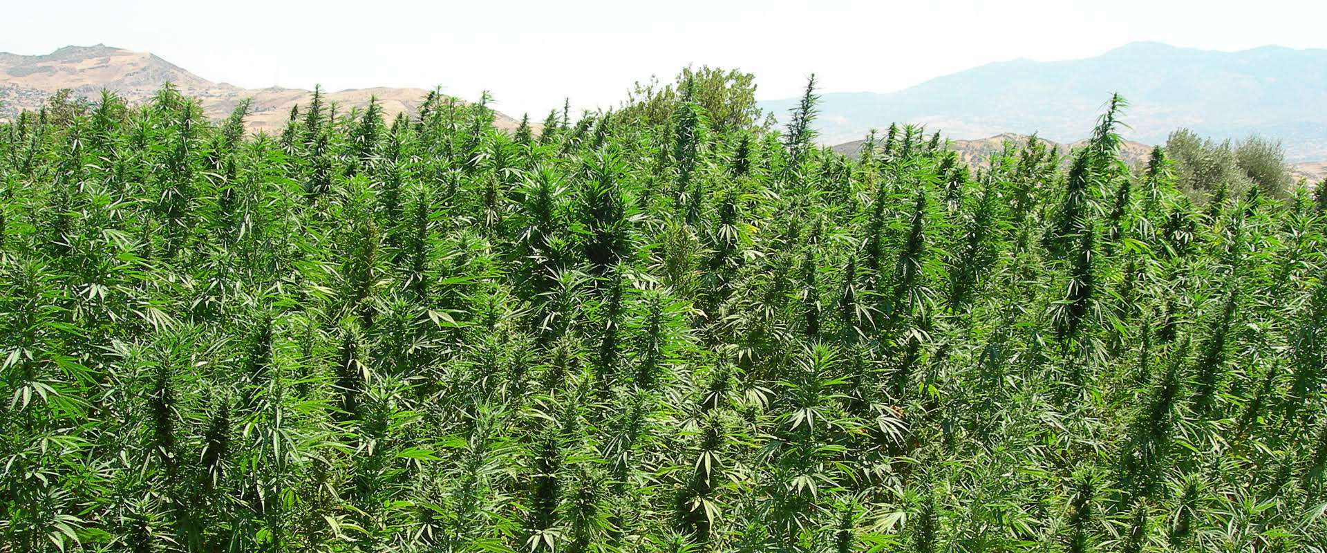 Diferencias de indica, Sativa y ruderalis, efectos y origen