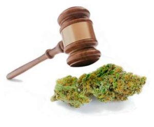 ¿Es legal cultivar marihuana?