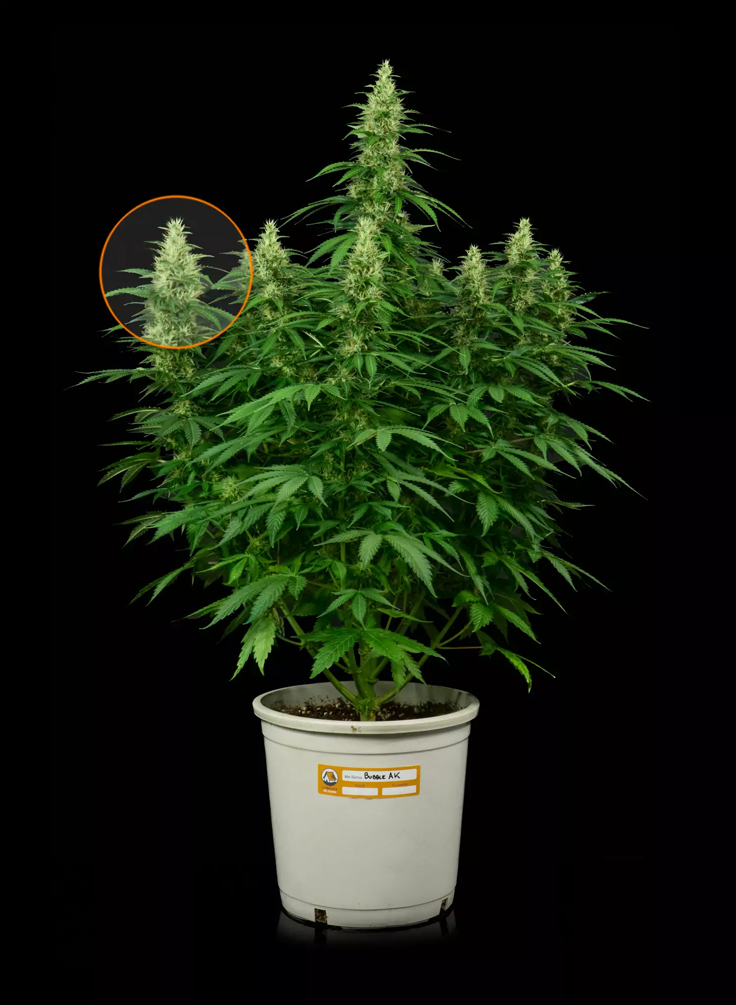 Como es la planta de marihuana al detalle