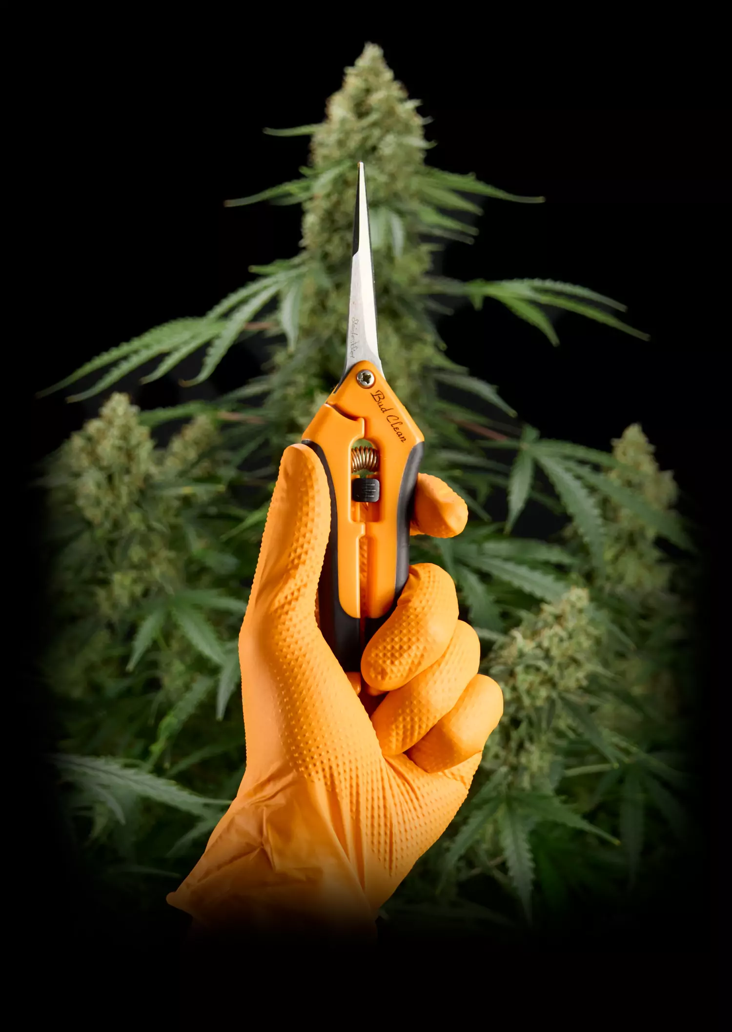 Como cosechar y manicurar los cogollos de marihuana
