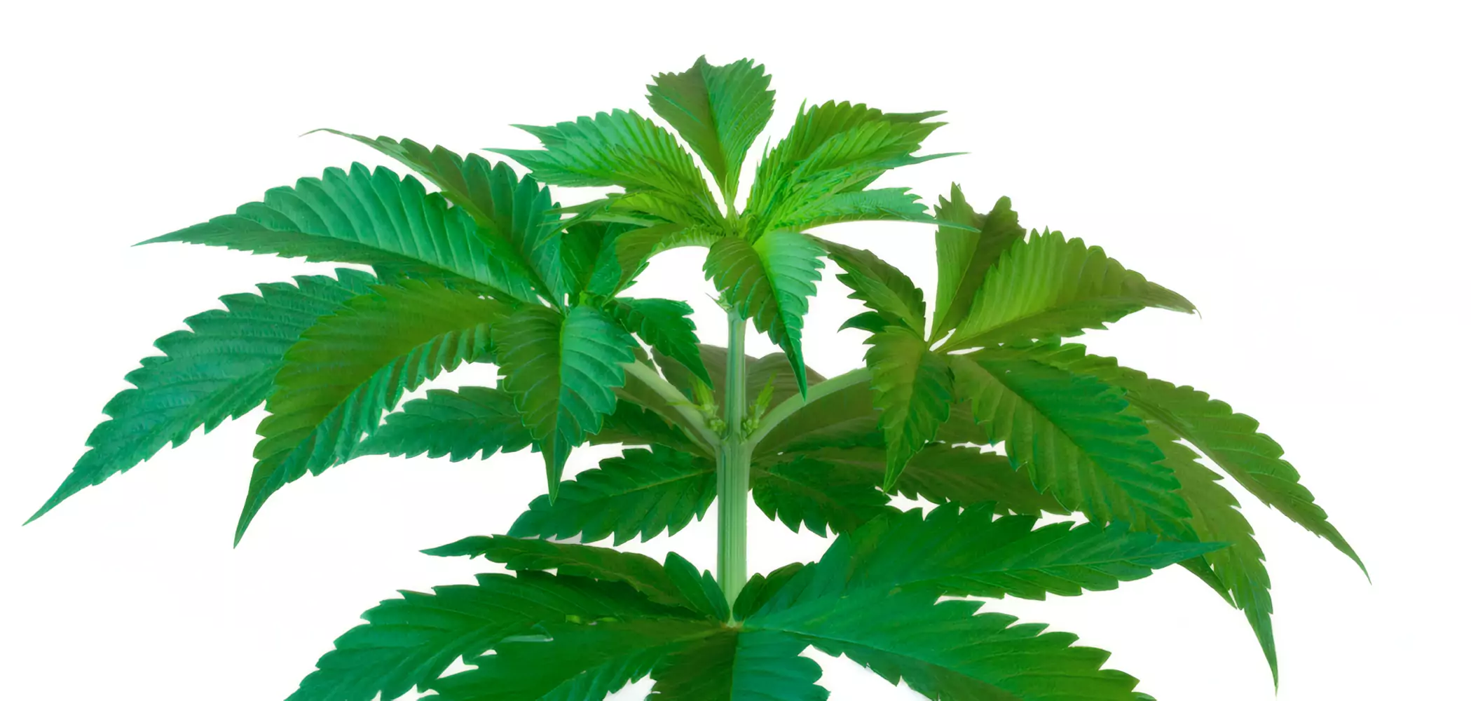 Detalles de la planta de marihuana