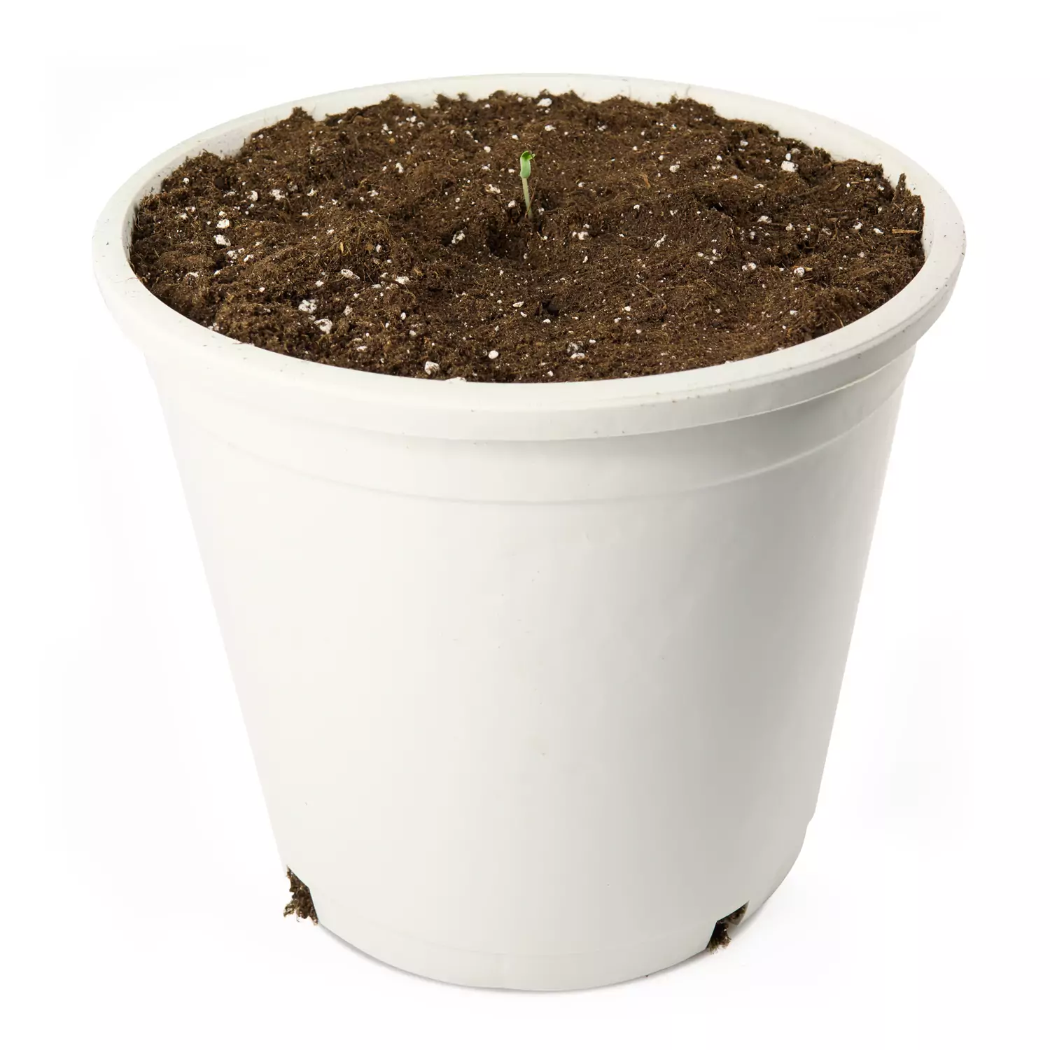 Como germinar semillas de marihuana en Perfect Root