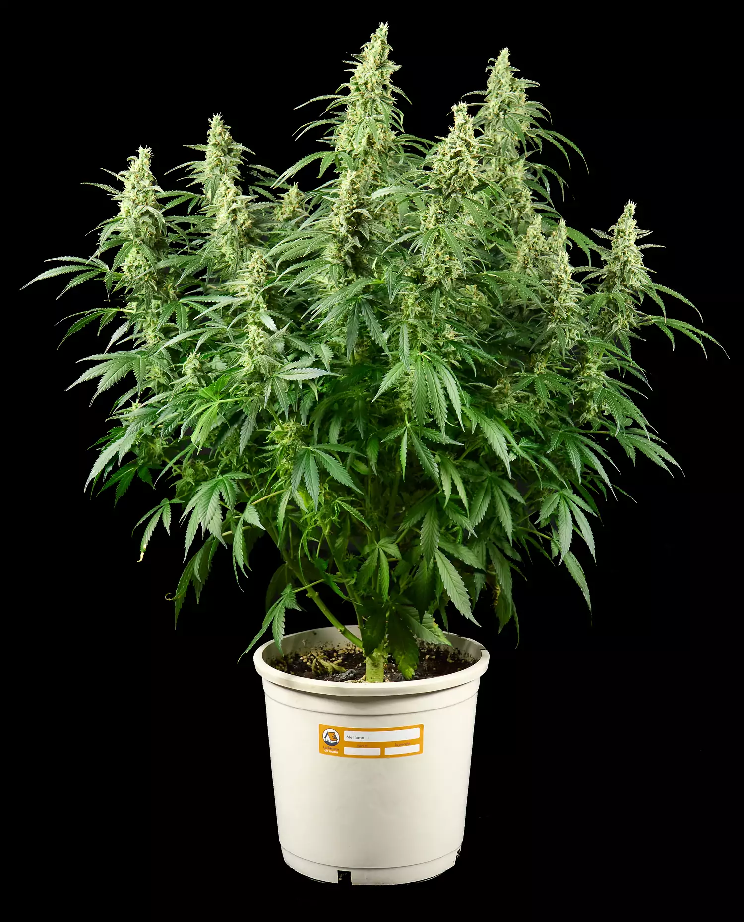 Como cultivar semillas autoflorecientes en exterior fácil