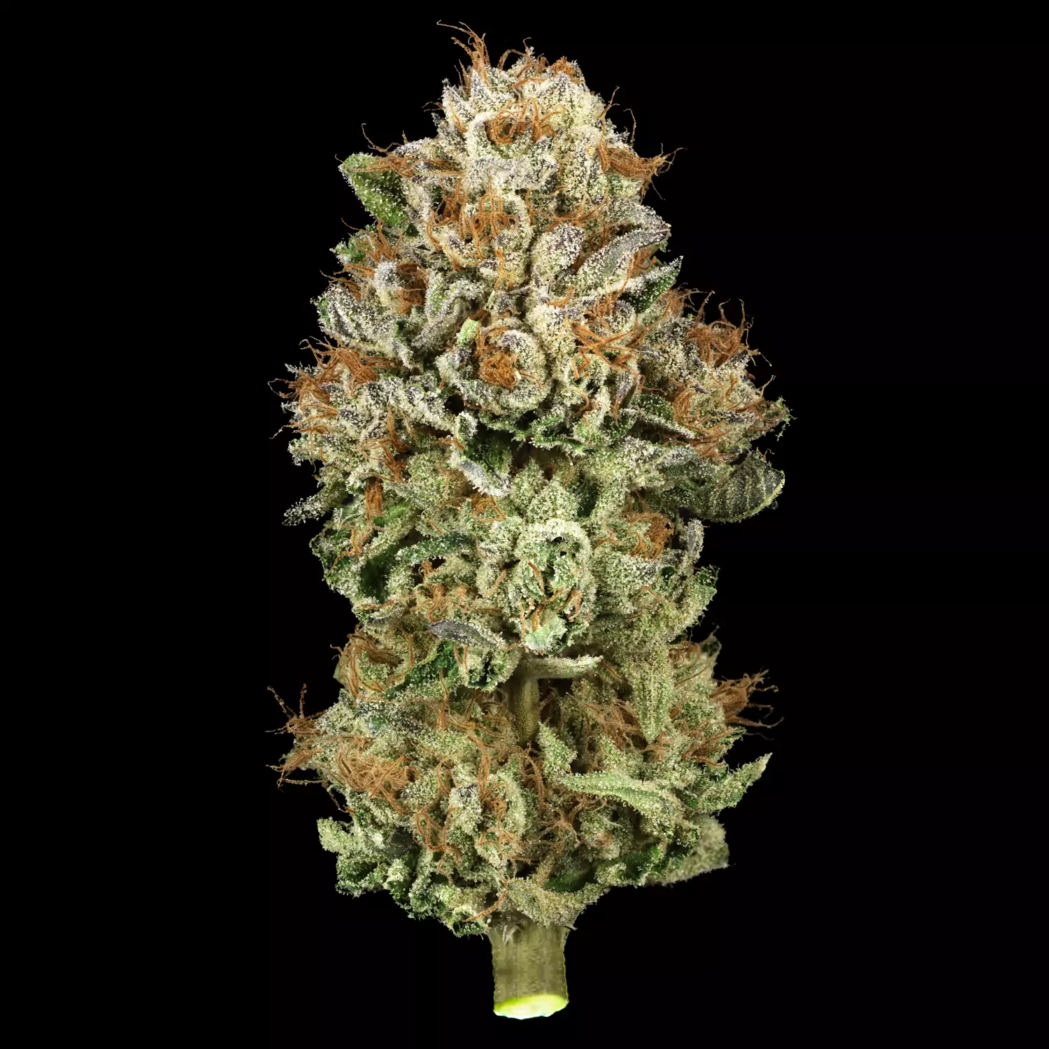 Cómo secar la marihuana perfecta, manual paso a paso