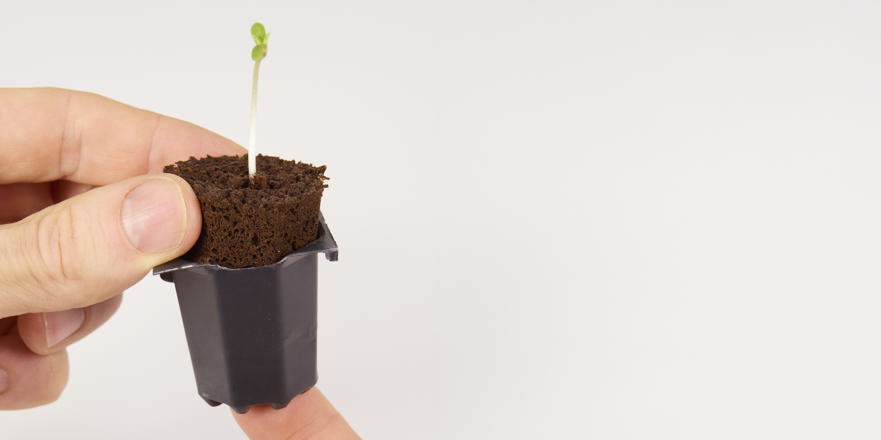 Germinación: un plantón en almacigo