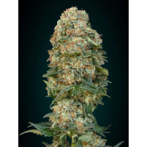 Afghan Skunk feminizada de Advanced Seeds