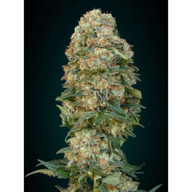 Afghan Skunk feminizada de Advanced Seeds