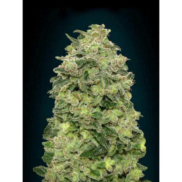 Auto Afghan Skunk feminizada de Advanced Seeds
