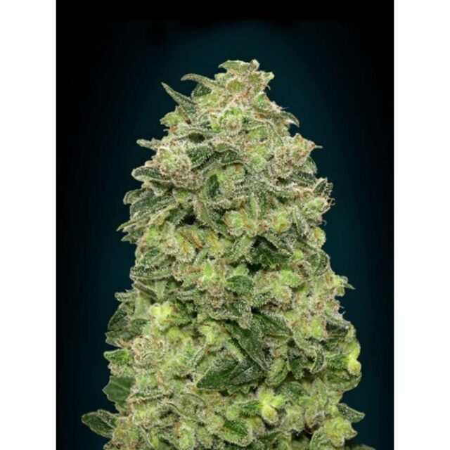 Auto Afghan Skunk feminizada de Advanced Seeds