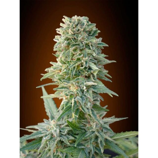 Auto Jack Herer feminizada de Advanced Seeds
