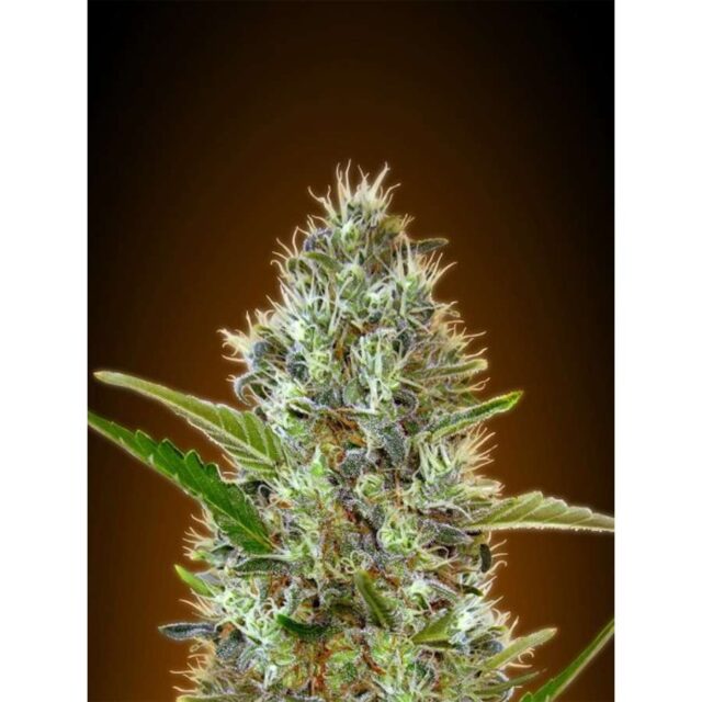 Auto Somango feminizada de Advanced Seeds