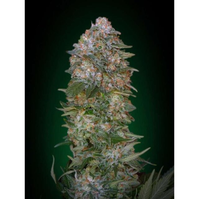 Critical Soma feminizada de Advanced Seeds