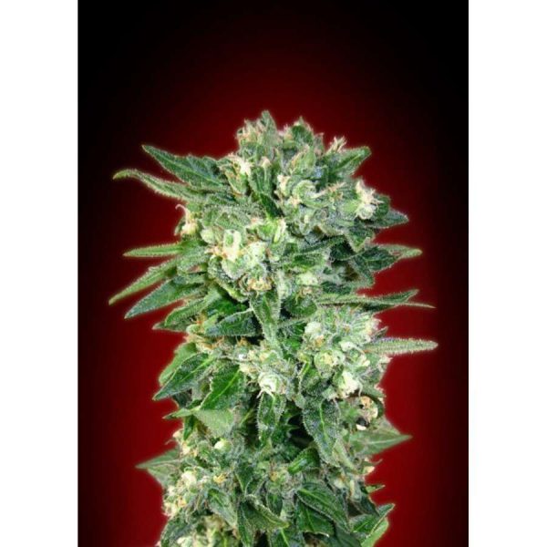 Kaya 47 autofloreciente de Advanced Seeds