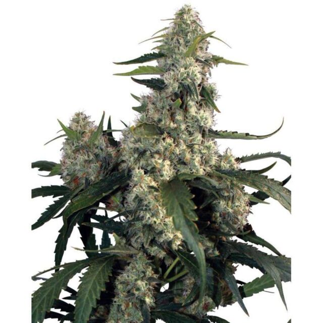 Quasar feminizada de Buddha Seeds