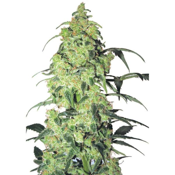 White Widow feminizada de White Label Seeds