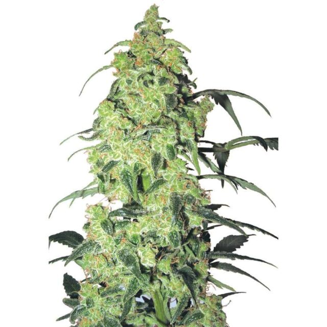 White Widow feminizada de White Label Seeds