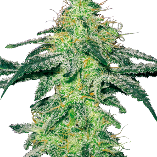 White Skunk feminizada de White Label Seeds