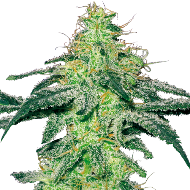 White Skunk feminizada de White Label Seeds