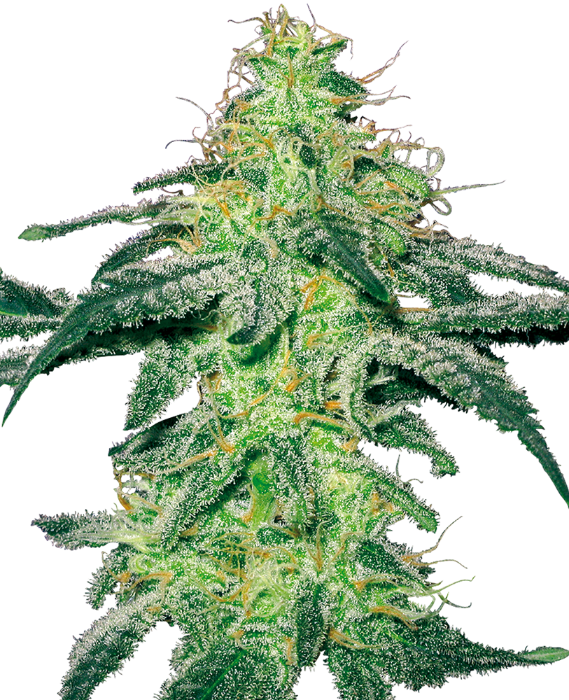 White Skunk feminizada de White Label Seeds