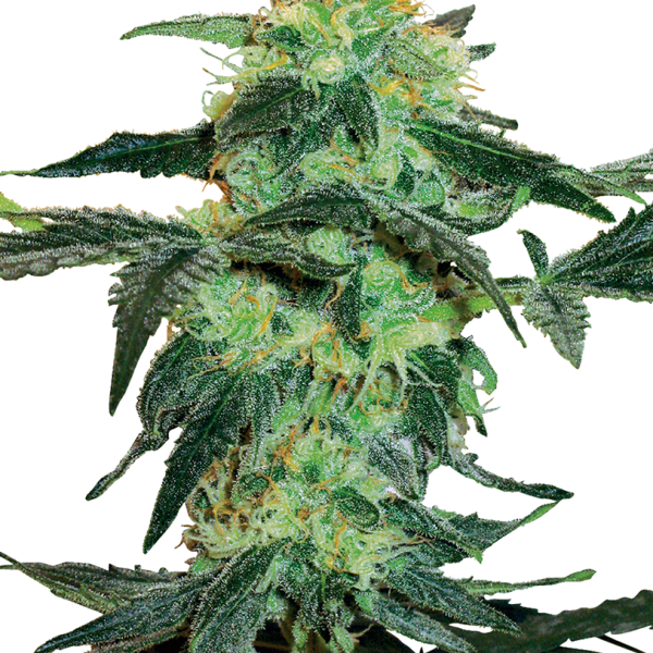 White Ice feminizada de White Label Seeds