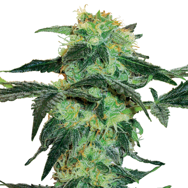 White Ice feminizada de White Label Seeds