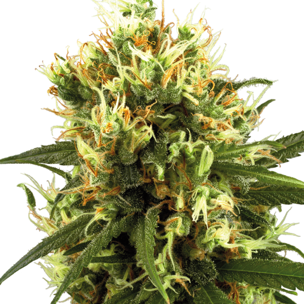 White Haze Auto de White Label Seeds