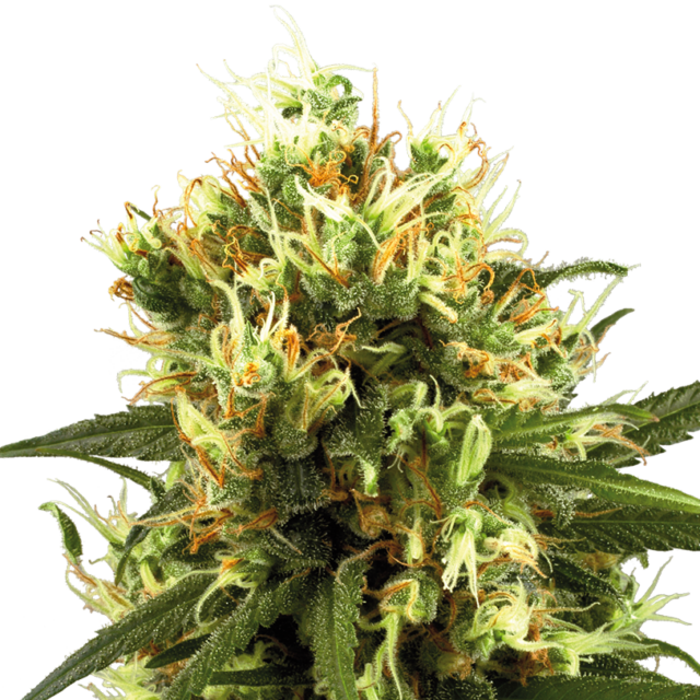 White Haze Auto de White Label Seeds