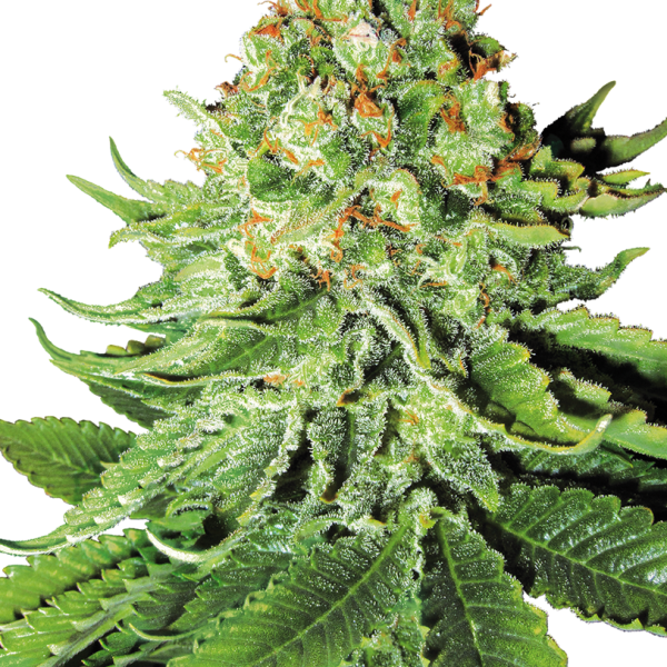 Northern Lights Auto de White Label Seeds
