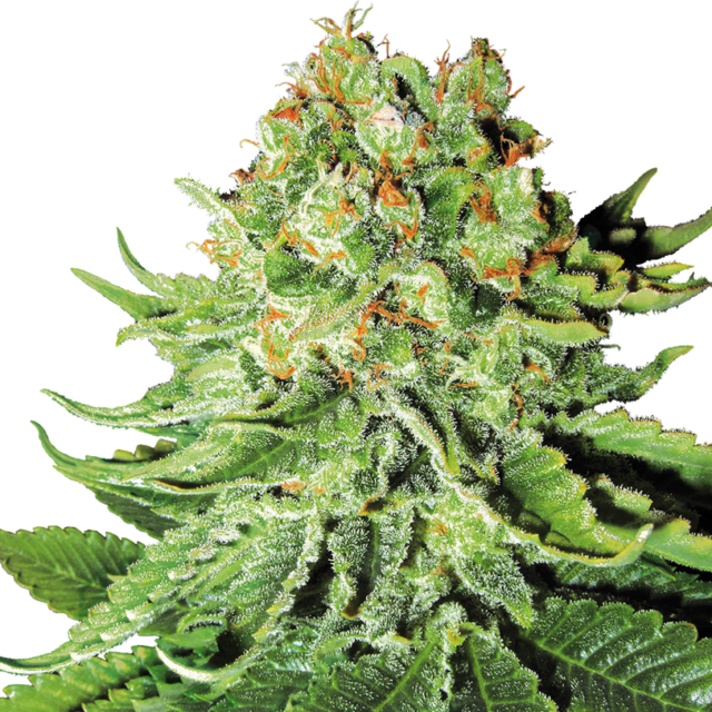Northern Lights Auto de White Label Seeds