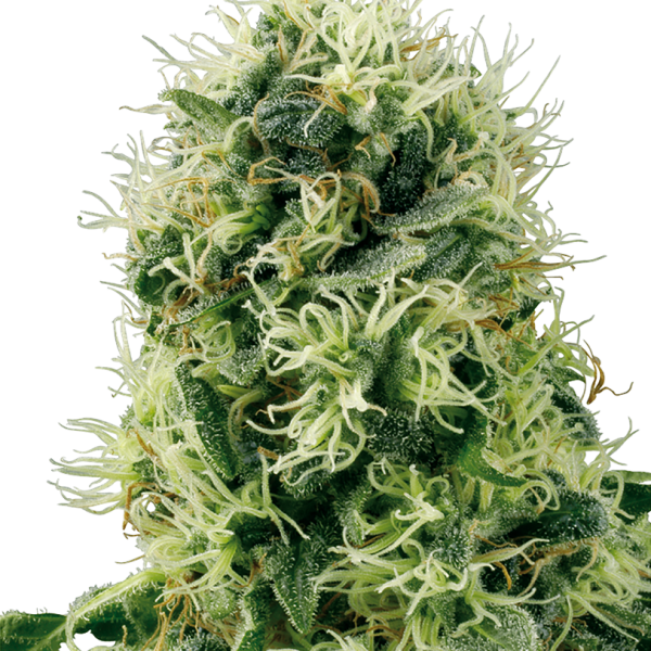 Pure Power Plant feminizada de White Label Seeds