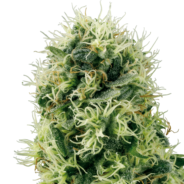 Pure Power Plant feminizada de White Label Seeds