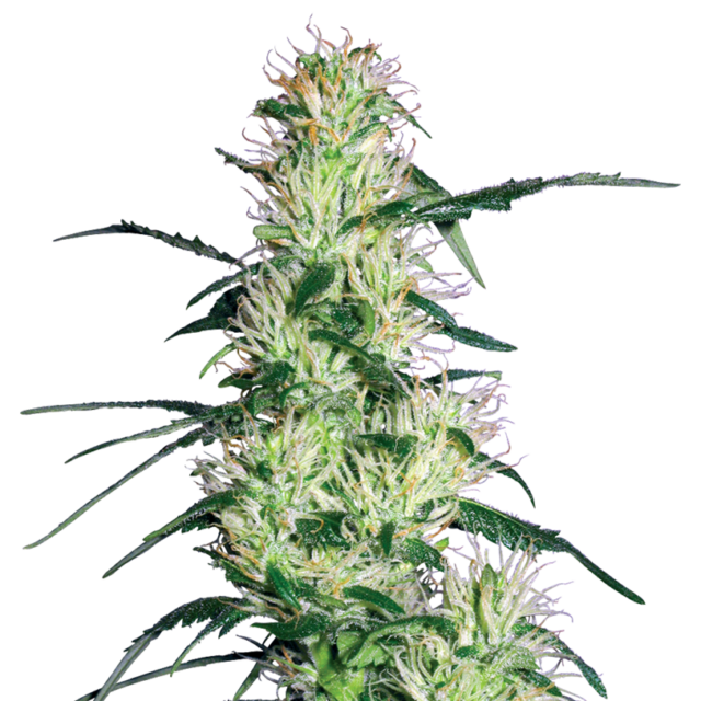 Purple Haze feminizada de White Label Seeds