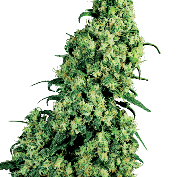 Skunk #1 feminizada de White Label Seeds