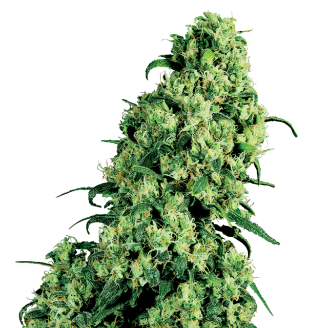 Skunk #1 feminizada de White Label Seeds