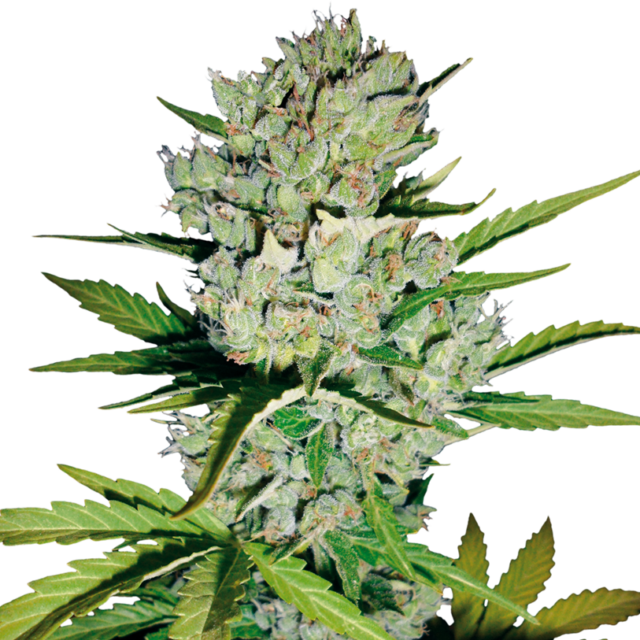 Skunk #1 Auto de White Label Seeds