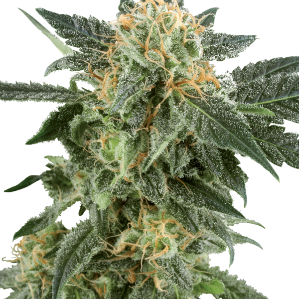 Snow Ryder Auto de White Label Seeds