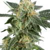 Snow Ryder feminizada de White Label Seeds