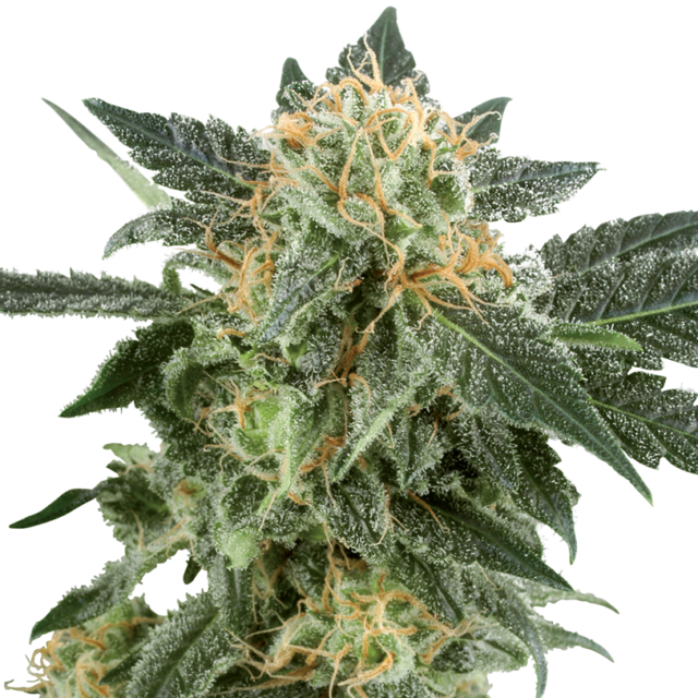 Snow Ryder feminizada de White Label Seeds