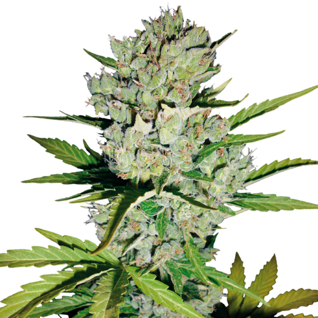 Super Skunk Auto de White Label Seeds