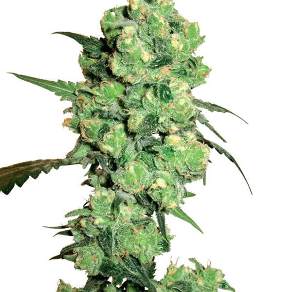 Super Skunk feminizada de White Label Seeds
