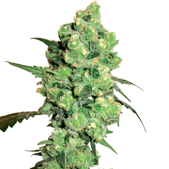 Super Skunk feminizada de White Label Seeds