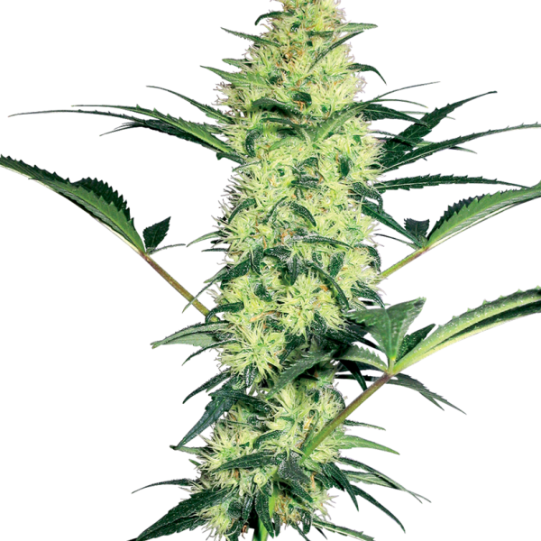 White Diesel feminizada de White Label Seeds