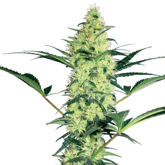 White Diesel feminizada de White Label Seeds