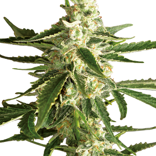 White Diesel Haze Auto de White Label Seeds