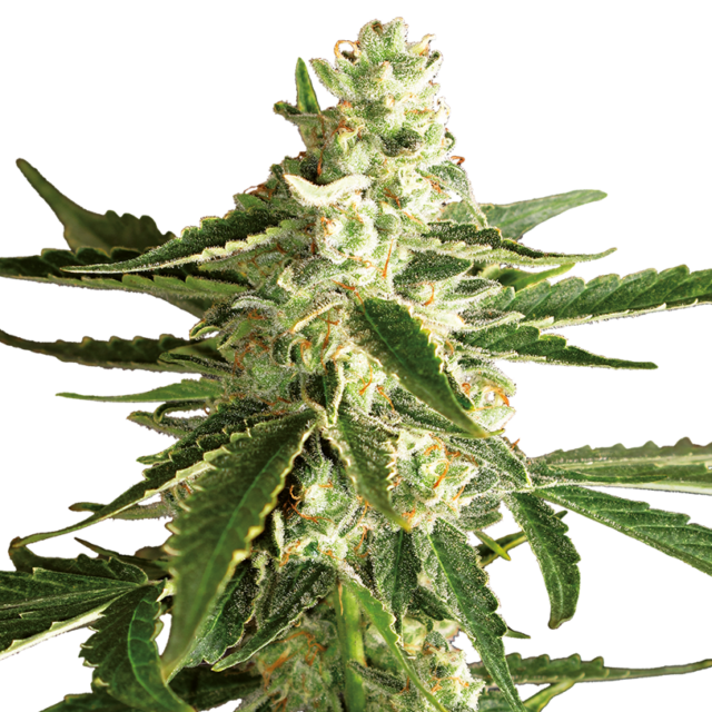 White Diesel Haze Auto de White Label Seeds