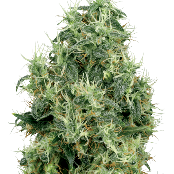 White Gold feminizada de White Label Seeds