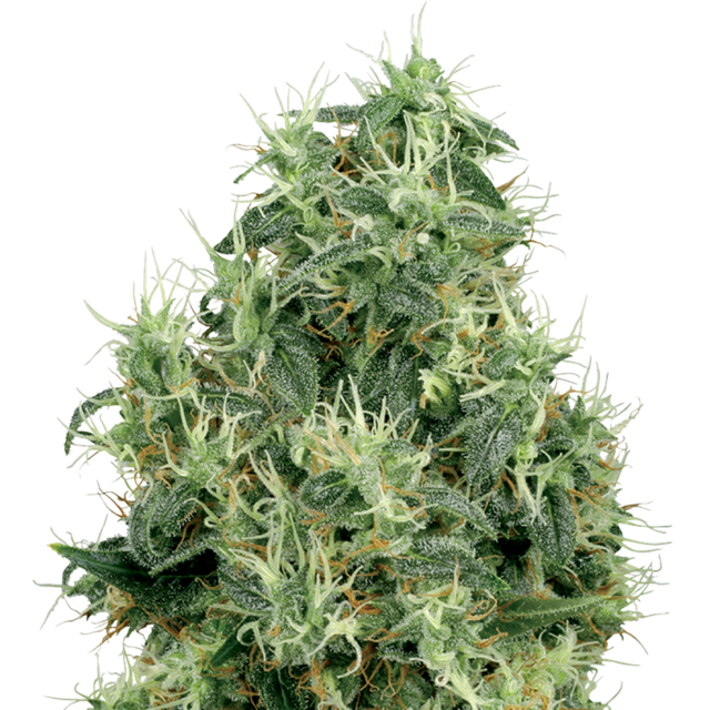 White Gold feminizada de White Label Seeds