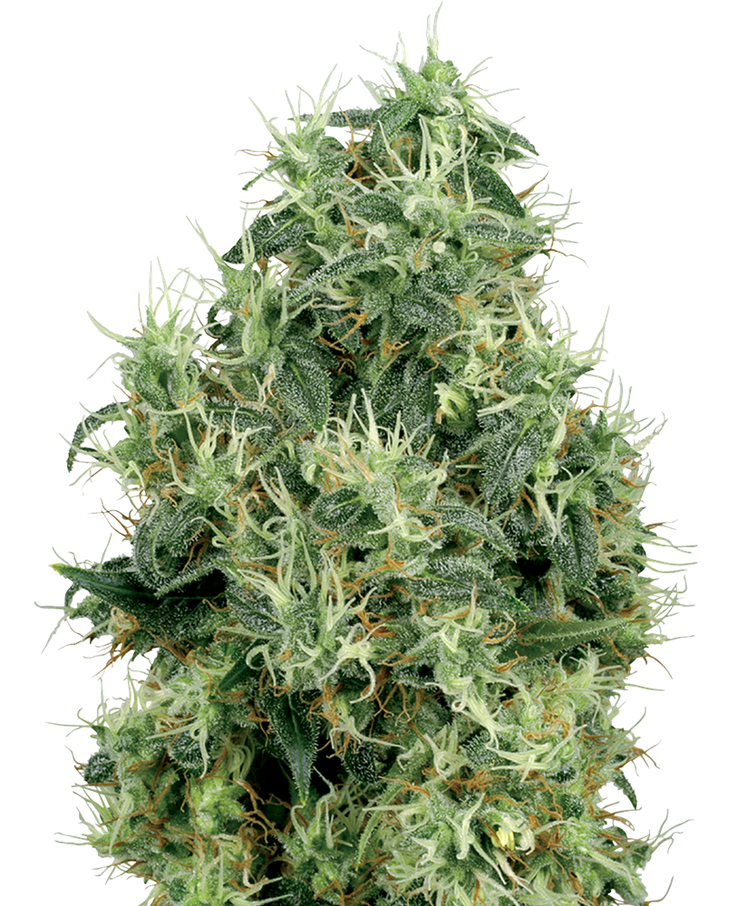 White Gold feminizada de White Label Seeds