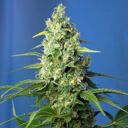 Honey Peach Auto CBD de Sweet Seeds