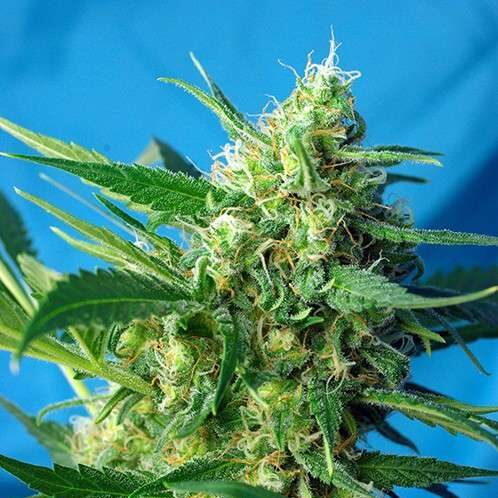 NYC Diesel Auto de Sweet Seeds (antiguamente Ice Cool)